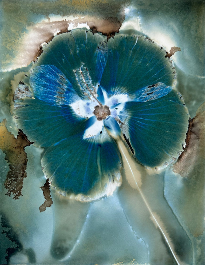 Cyanotypie Blue Hibiscus