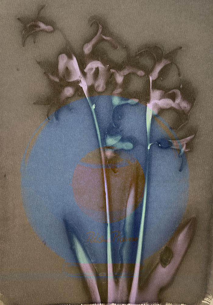 Photo of a cyanotype double exposure with a hyacinth